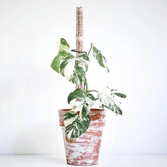 25cm Climbing Plant Pole